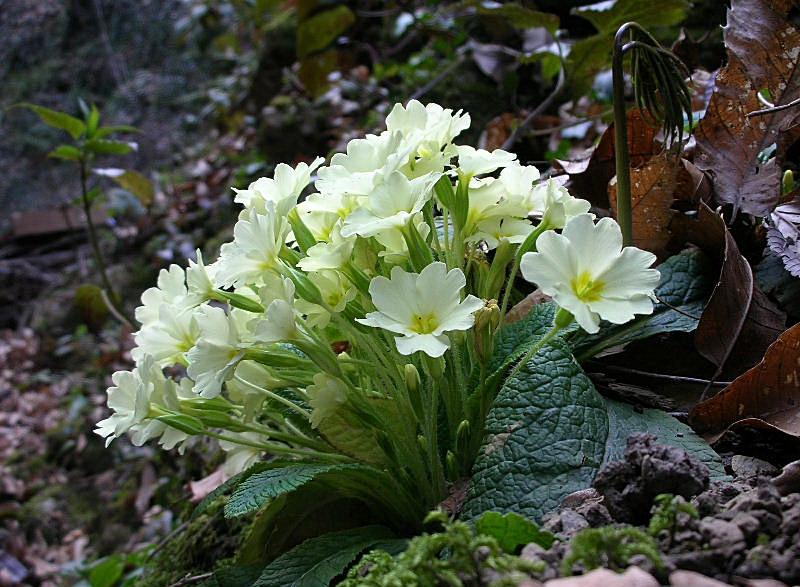 Primula vulgaris (=acaulis) / Primula comune